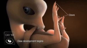 Chicken Embryo Development