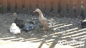 Можно ли оставить Утят Бегунков после вывода в общем загоне/Утка Бегунок вывела утят,водить не умее
