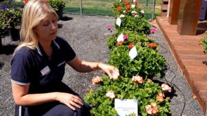 Pelargonium Pinto | Syngenta Flowers