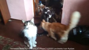 Мяу взрослого Мейн Куна