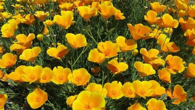 Самые неприхотливые однолетние цветы