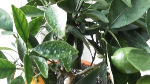 Лаймкват, Кумкват Кукле в домашніх умовах. Домашні цитруси