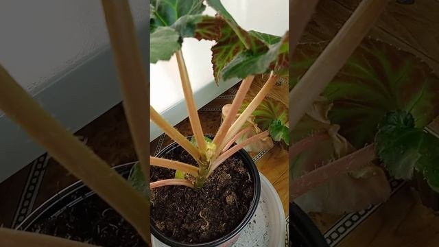 Клубневая бегония из семян || Моя ошибка