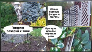 Готовлю розы к зиме.Убрала садовые фигуры и перголы.
08.10.2022 г.