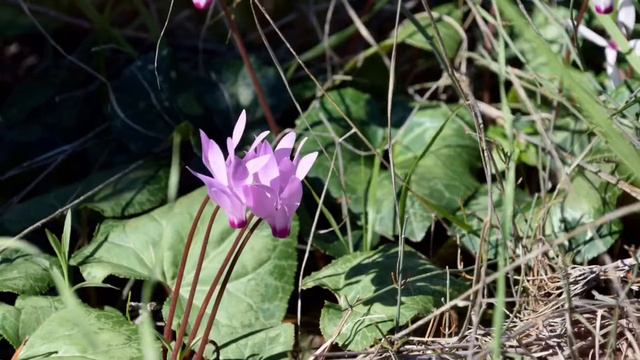 רקפת смотреть онлайн