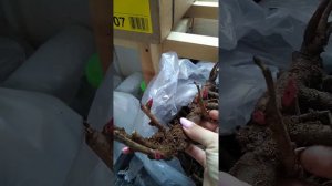 пион Берри Гарсия