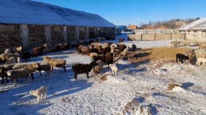 Зимнее содержание овец Ташлинмкой породы и Эдельбаевской поместной