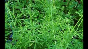 ЛИМФАТИК ДРЕНАЖ НСП - ОЧИСТКА ЛИМФЫ СВЕТЛАНА БАРАНОВСКАЯ