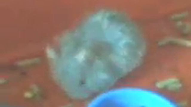 Мои хомячата кушают смотреть онлайн