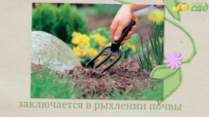 Посадка пастернака - как правильно посадить пастернак