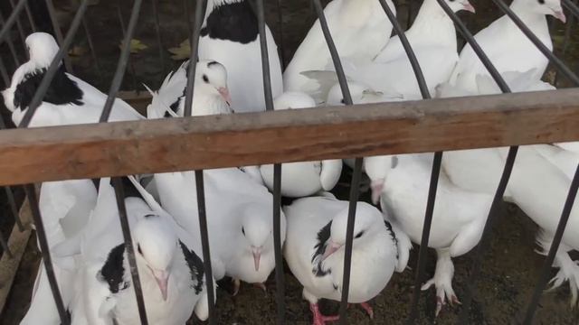 25.10.20. Птичий рынок г. Кропоткин-ч1.102520. Bird market in Kropotkin-ch1