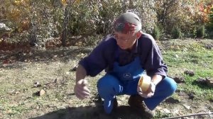Укрытие винограда для северных районов