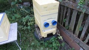 облет пчелиных маток в сентябре - формирование и подсиливание поздних отводков пчел (полная версия)