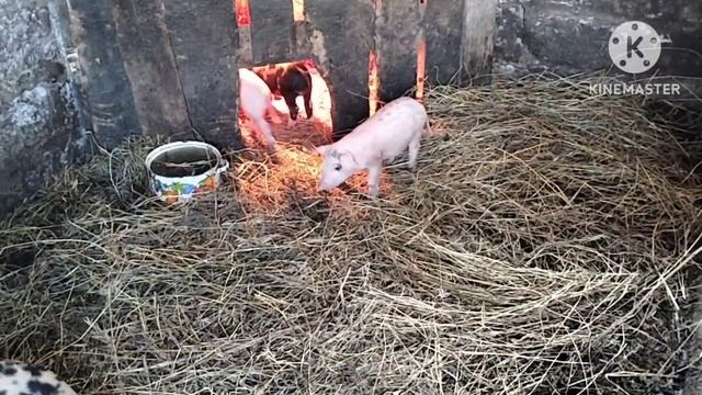 Как откормить поросят с 3 дневного возраста смотреть онлайн