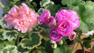 Pelargonium Warrenorth Platinum & Selena Ersa 셀레나 에르사