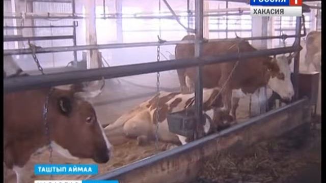 Новый коровник 19 01 2016 смотреть онлайн