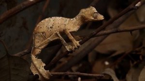 Он притворяется ЛИСТИКОМ! Скрытный листохвостый геккон.