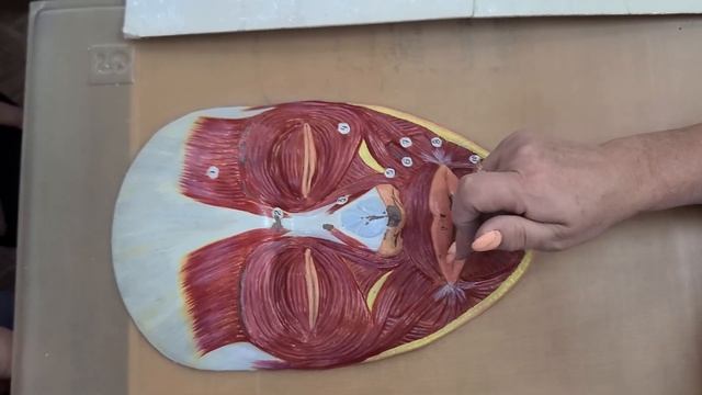 Анатомия. Мимические мышцы