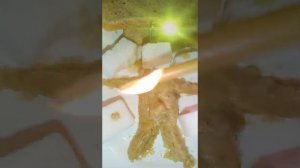 СИЛЬНЕЙШИЙ ОНЛАЙН ПРИВОРОТ НА ВОЛЬТ ❤️❤️❤️❤️❤️