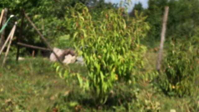 Инжирный Нектарин Концеттина ( Concettina) . Первый урожай 20.07.19. смотреть онлайн