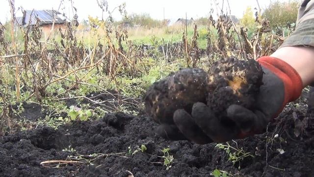 Копаем картошку новая дача смотреть онлайн