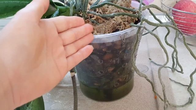 Почему Пересаживаю Орхидею "Мини Марк"//Утренний полив орхидей смотреть онлайн