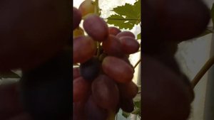 Гибридная форма винограда Красная Пуля (Сюзанна)