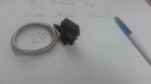 Как вызвать кота желаний