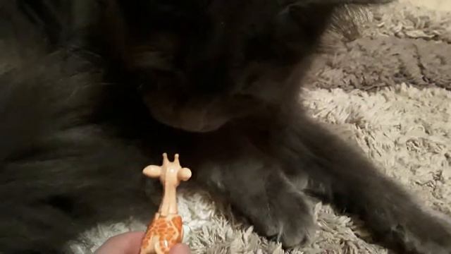 Жираф напал на кошку Мурку!🐈🦒 смотреть онлайн
