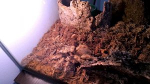 НАНДУ КОЛОРАТОВИЛОСУС Nhandu Coloratovillosus