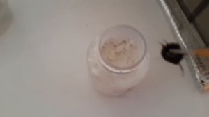 Кормлю Эублефар / Как назвать Эублефар???!