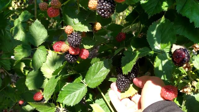 Огляд плодоношення ожини сорту "Тріпл Краун" смотреть онлайн