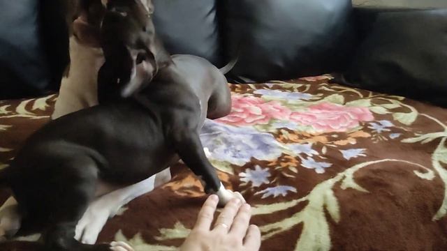 Амстафф терьер смотреть онлайн