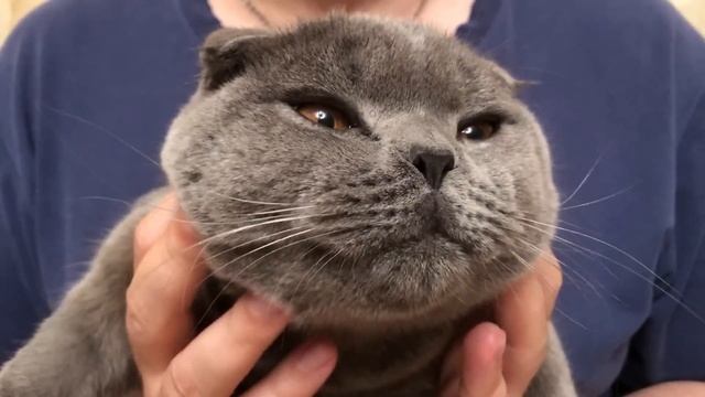 Лучшие стихи про кота. Смеялись от души!