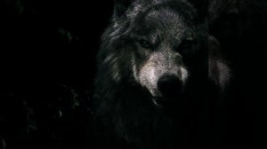Сумерки Сага Волки-My Demons