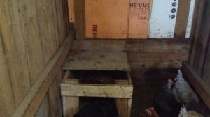 Строим гнёзда для куриц своими руками. Какие гнёзда любят куры! продолжение 2.