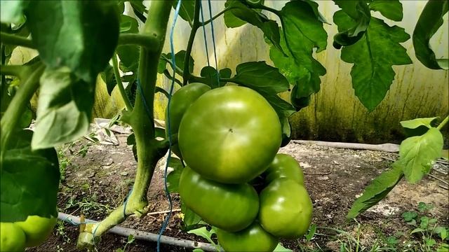 ВЕРШИННАЯ ГНИЛЬ НА ТОМАТАХ!КАК ЛЕЧИТЬ ! смотреть онлайн