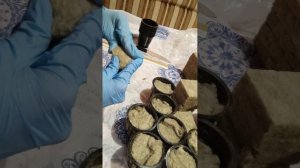 раскладка агроваты в стаканчики для гидропоники