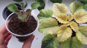 ДЕТКА ФИАЛКИ НЕ РАСТЕТ/ УСКОРЯЕМ РОСТ/ В ЧЕМ УСПЕХ!