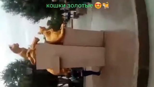 Кошки золотые 😍