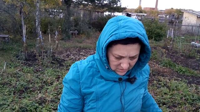 Салют огородникам.Сажу чеснок, копаю хрен. смотреть онлайн