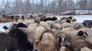 Морозостойкую породу овец вывели в Якутии