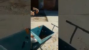 Пневмотранспортер /Körnergebläse/ Pneumatski transporter/Dmuchava/ Grain air blower