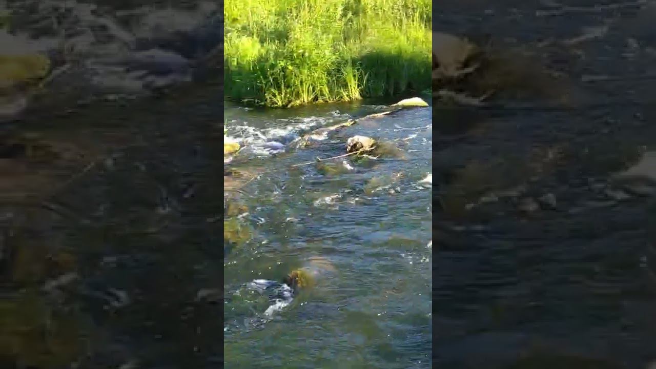 Шум воды Дамба #башкортостан #природа #природабашкирии #дамба