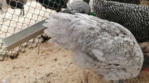 Как вырастить Мехеленскую кукушку от А до Я