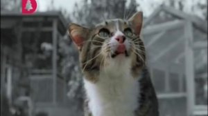 Kitekat Bee