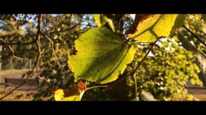 iPhone 7 Cinematic 4K Camera Test