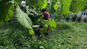 Халва из Грецких Орехов Азербайджанская Кухня Деревенская Кухня  Рецепты