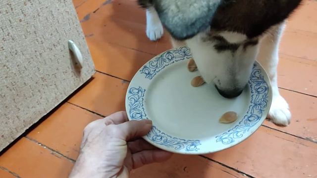 Хаски ест семена ТЫКВЫ! смотреть онлайн