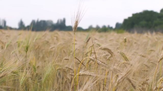 Расслабляющая фортепианная музыка • Расслабляющая музыка для снятия стресса, сна и расслабления смотреть онлайн